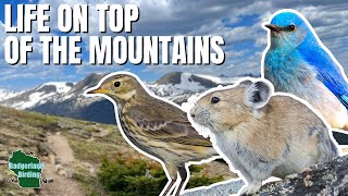 EPIC Birding and Wildlife Viewing at Rocky Mountain National Park!