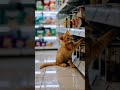 Meow Meow Sad Song Little Orange Cat Want Some Food Cat Cute Ai Funny Kucing Kitten
