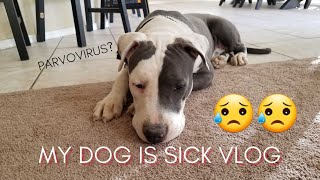 HOW TO CURE YOUR DOG FROM CANINE PARVO VIRUS| LUZ VEGA
