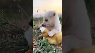 #like amour d'animaux #treding #abonnetoi π€π€π€π€