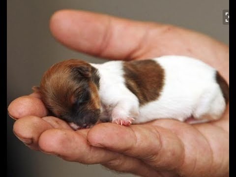 Perché il bambino ha posti di pigmentary su una faccia Come togliere posti di pigmentary su una crema per il viso