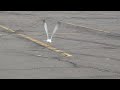 Relax With The Sound Of Seagulls Screaming In A Parking Lot