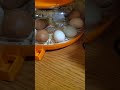 Chicken Eggs from Amazon... Will they hatch???? #chickenhatching #chicken #incubator #chicks #eggs