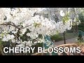 Korean Cherry Blossoms 
