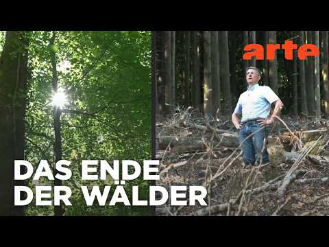 Video Thumbnail: Rodung im Rekordtempo: Was passiert mit Frankreichs Wald? | ARTE Info