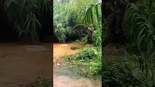 Download lagu Mancing di saat banjir datang ... ikannya langsung nyambar #fish #fishing mp3