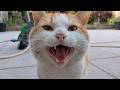 Loud Meowing Cat Is Hungry