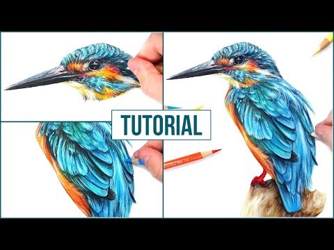 How to Draw a Realistic Bird using Coloured Pencils |...