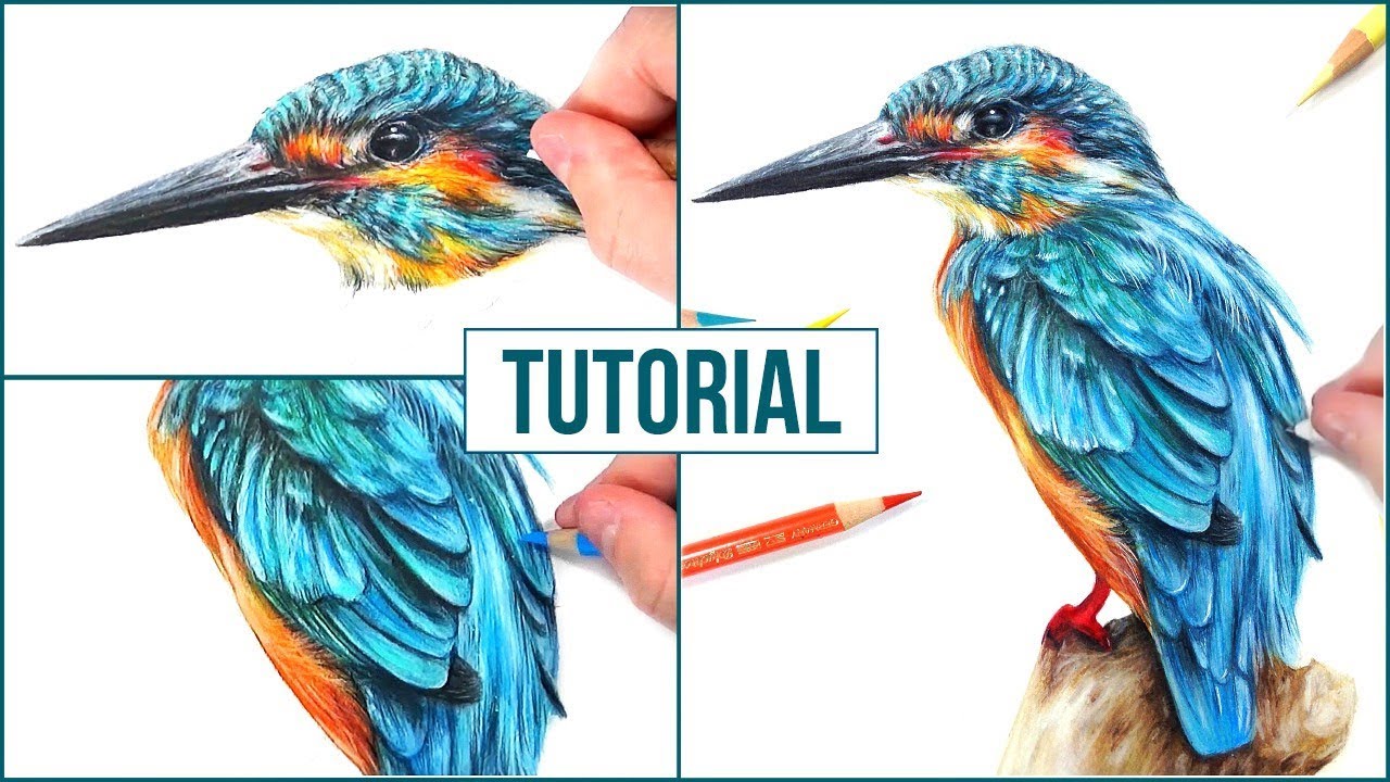 How to Draw a Realistic Bird using Coloured Pencils | Step by Step Drawing Tutorial