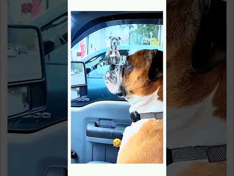 can't stop laughing pt5_funny video 😂