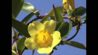 Blessing in Disguise - Ashton, Becker, Dente