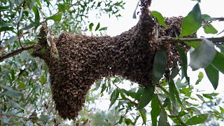 A MASSIVE Swarm of Bees