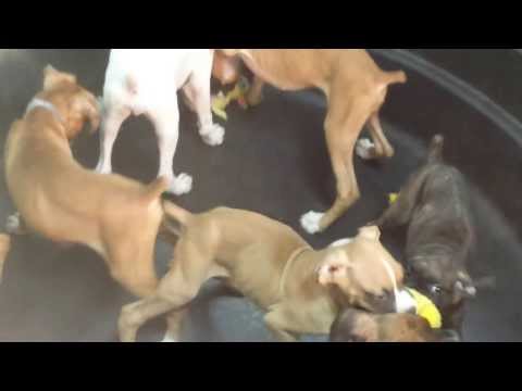 Boxer Dogs Houston Tx