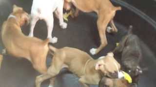 Boxer Puppies for Sale!