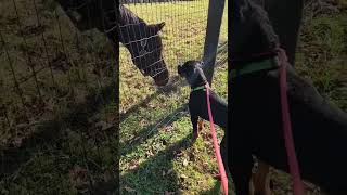 Video preview image #1 Rottweiler Puppy For Sale in Hillsboro, NH, USA