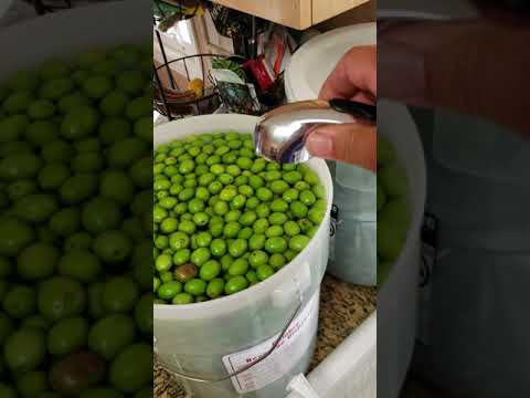 Lye Curing Olives Made Easy
