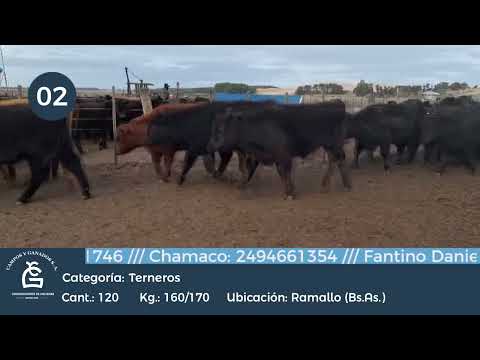 Lote Machos - Ramallo Bs As