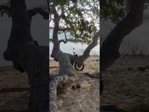 pôr do sol lago de Camocim Ceará #beach #vidareal