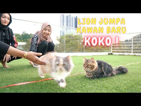 LION JUMPA KAWAN BARU KOKO !! - LUMBA KUCING SIAPA MENANG !!