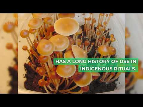 Top 10 magic mushroom