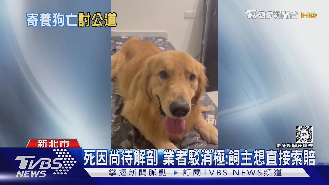愛犬寄宿亡飼主控消極　業者：願走法律途徑