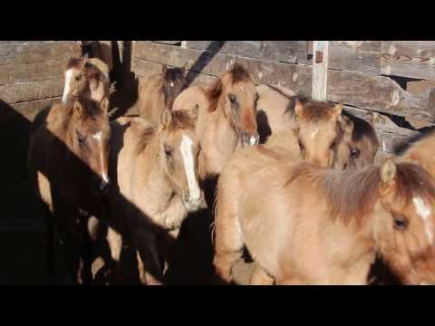 Help Care for the Rescued Gila Herd