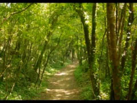 Le chêne