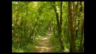 PIERRE BACHELET  le chêne.wmv