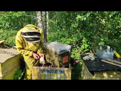 На пасеке в ловушку залетел рой.