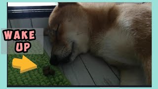 Waking Up Sleepy Dog with Treats || Hero the Shiba inu