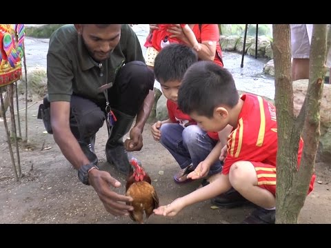 Variety of chicken breeds debut at Farm In The City for CNY