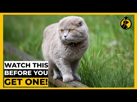 5 Things You MUST KNOW Before Getting a Scottish Fold