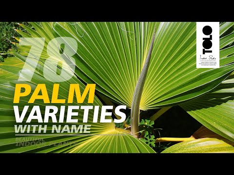 image-How many different varieties of palm trees are there?