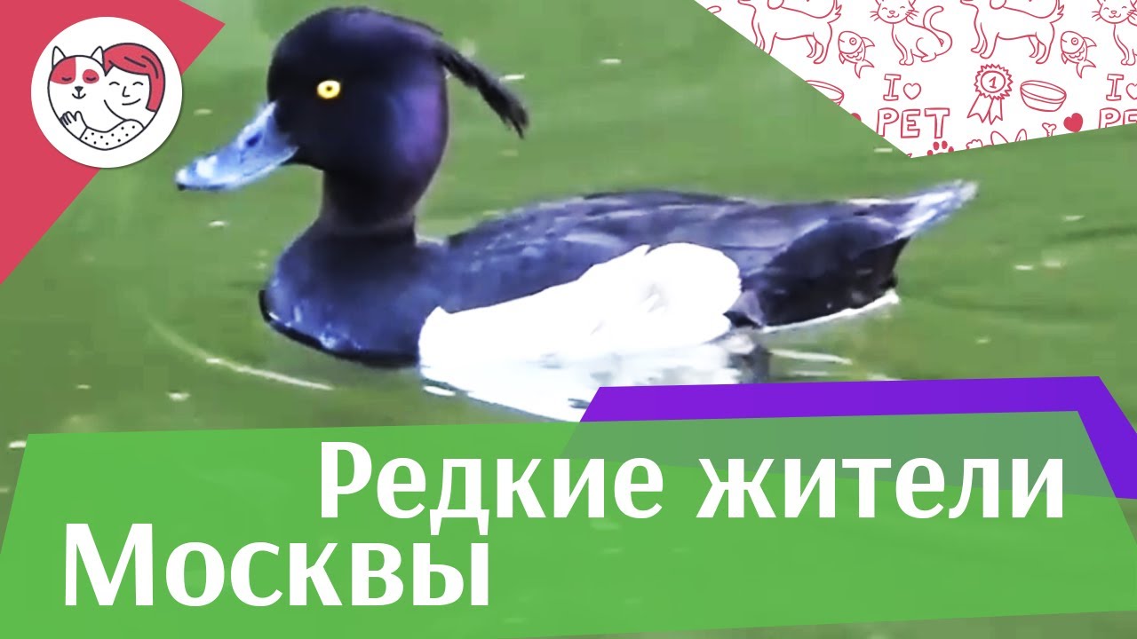 5 редких видов птиц, которые можно встретить в московских парках на ilikepet