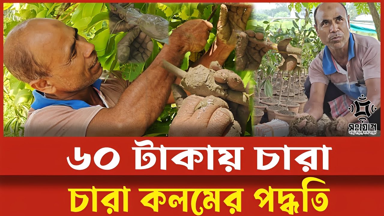 মুহূর্তেই তৈরি হচ্ছে কলম চারা! দাম মাত্র ৬০ টাকা