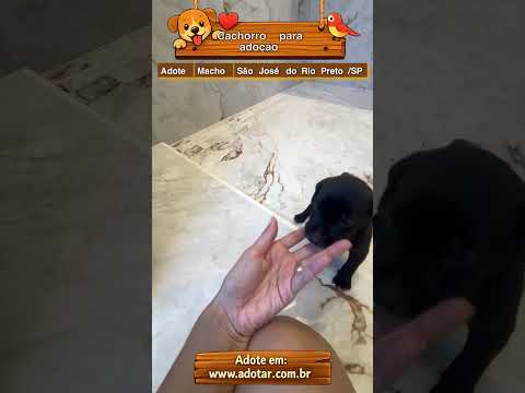 Vídeo de Cachorro para adoção 