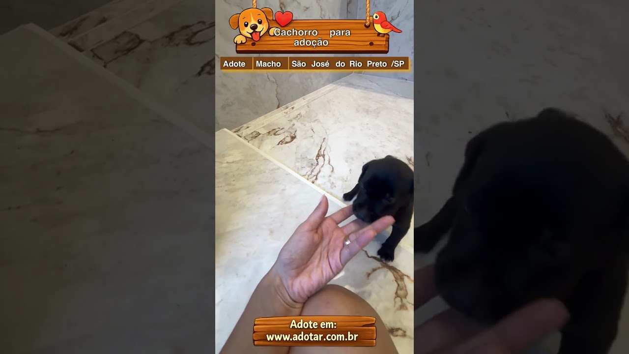 Cachorro raça SRD-ViraLata idade 2 a 6 meses nome Cachorro para adoção 