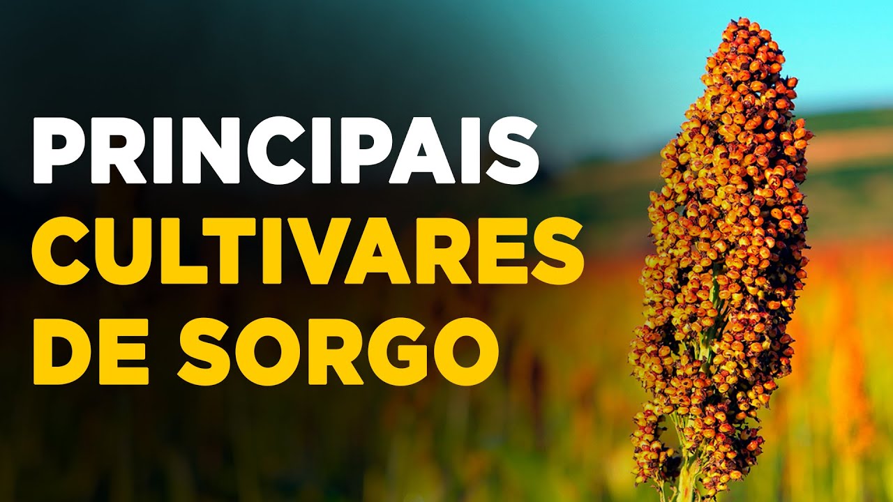 CONHEÇA OS DIFERENTES TIPOS DE CULTIVARES DE SORGO
