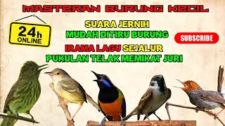 Download lagu #3 LIVE MASTERAN BURUNG KECIL IRAMA LAGU SEJALUR FULL TEMBAKAN PANJANG ‼️ mp3
