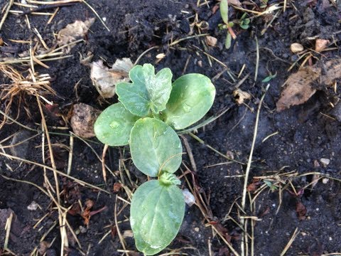 Growing Watermelon From Seed - Part 2