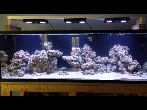 180 gallon reef tank project (day 8)