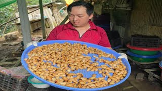 1000 COCONUT WORMS in COCONUT TREE - Harvest Coconut Worms