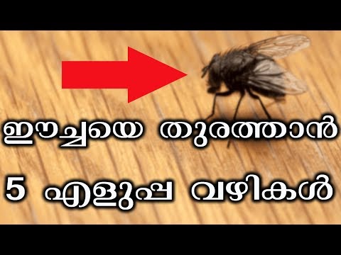 ഈച്ചശല്യം പൂർണമായും മാറ്റാൻ  ഈ അഞ്ചു വഴികൾ  | How to get rid of house flies | Tips N Tricks