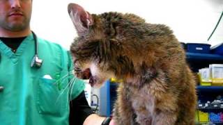 Cat Thyroid Storm: A Hyperthyroid Cat, Before Radioiodine Treatment
