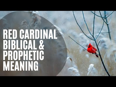 Red Cardinal Biblical Meaning | The Prophetic Meaning Of Seeing A Cardinal | Cardinal Bible Verses