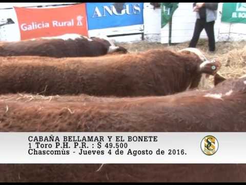 04-08-16 Venta Toros P.H. P.R. - Bellamar y El Bonete - Chascomùs.