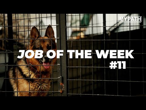 Kennel worker video 1