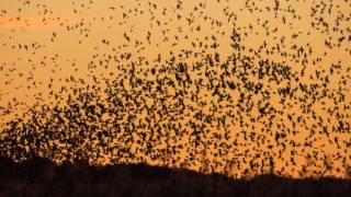 BLUEWIRE - voices &amp; strings: Las Golondrinas