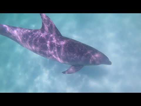 image-Is there a dolphin swim tour in Destin Florida?