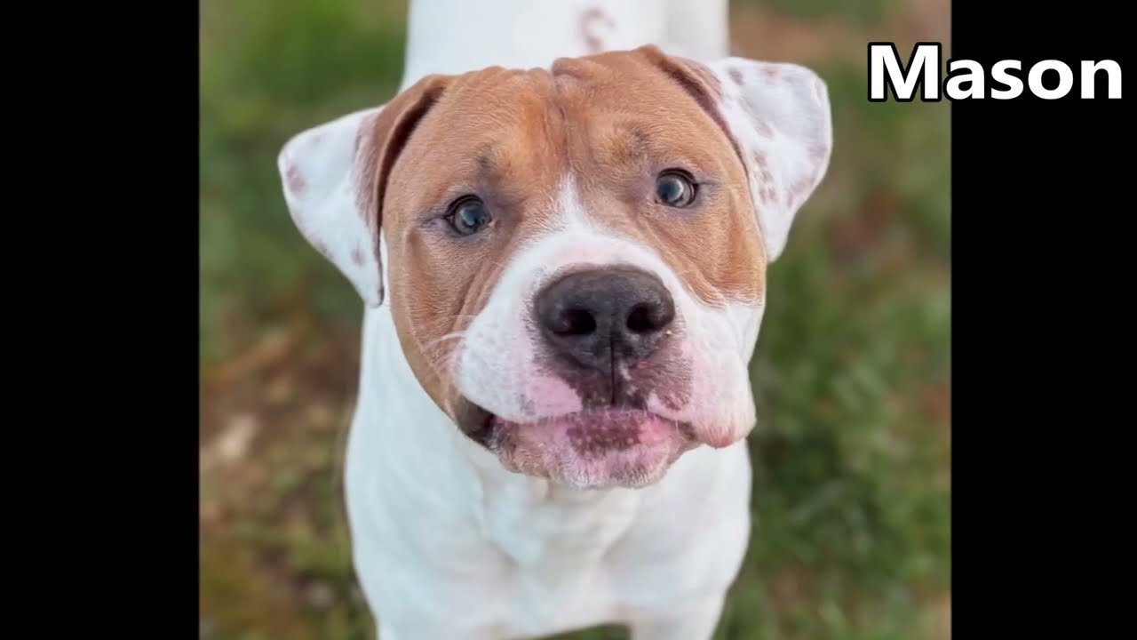 Enlarge Mason, a Adoptable Pit Bull Terrier in Nashville, IN video 6/6